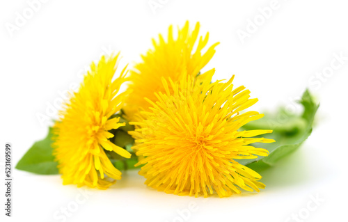 Three dandelions with leaves.
