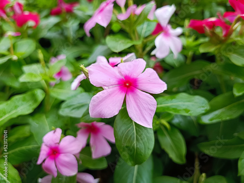 Fototapeta Naklejka Na Ścianę i Meble -  Close up of pink vinca, fresh flowers in the garden, portrait flowers 