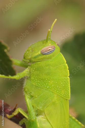 Closeup on a gorgeous emerald green Eygyptian locust, grasshopper, Anacridium aegyptium photo