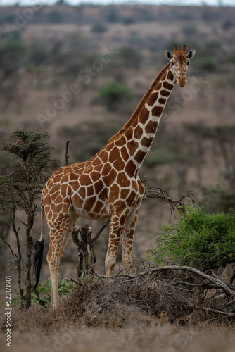Reticulated giraffe stands watching camera among bushes