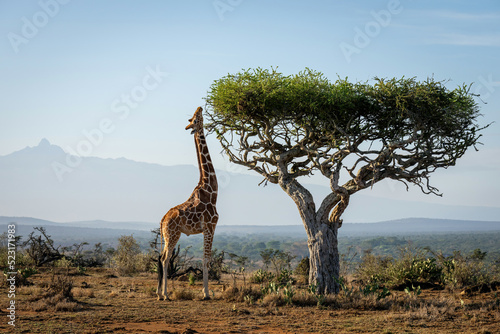 Reticulated giraffe stands stretching neck to browse photo