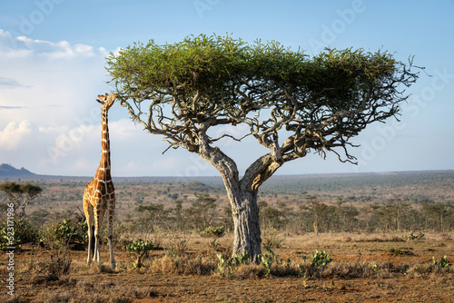 Reticulated giraffe stands stretching neck to branch photo