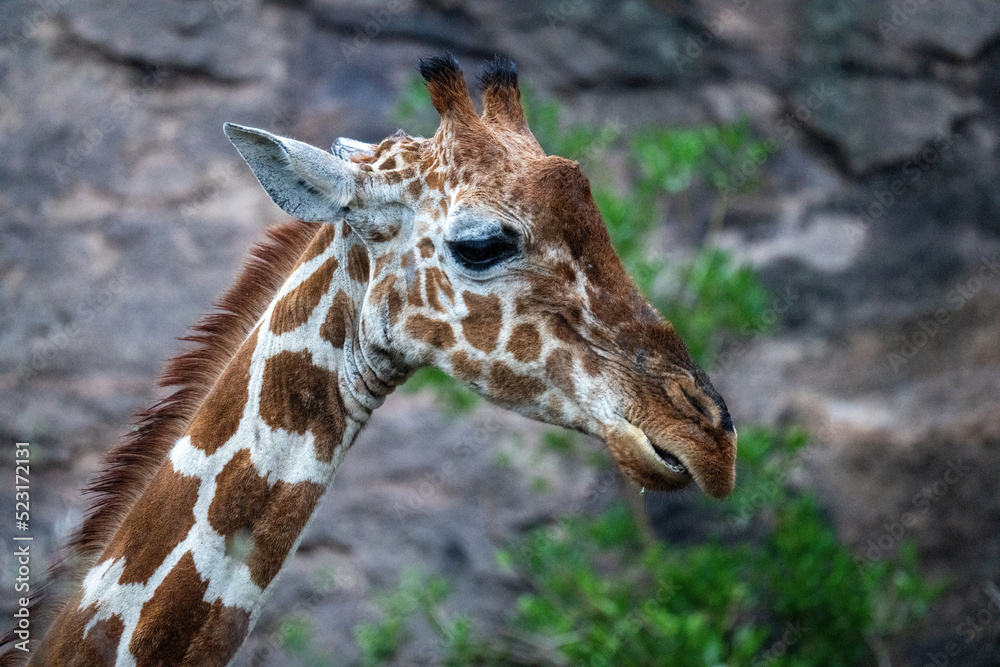 Close-up of reticulated giraffe feeding by bushes Close-up of reticulated giraffe feeding by bushes