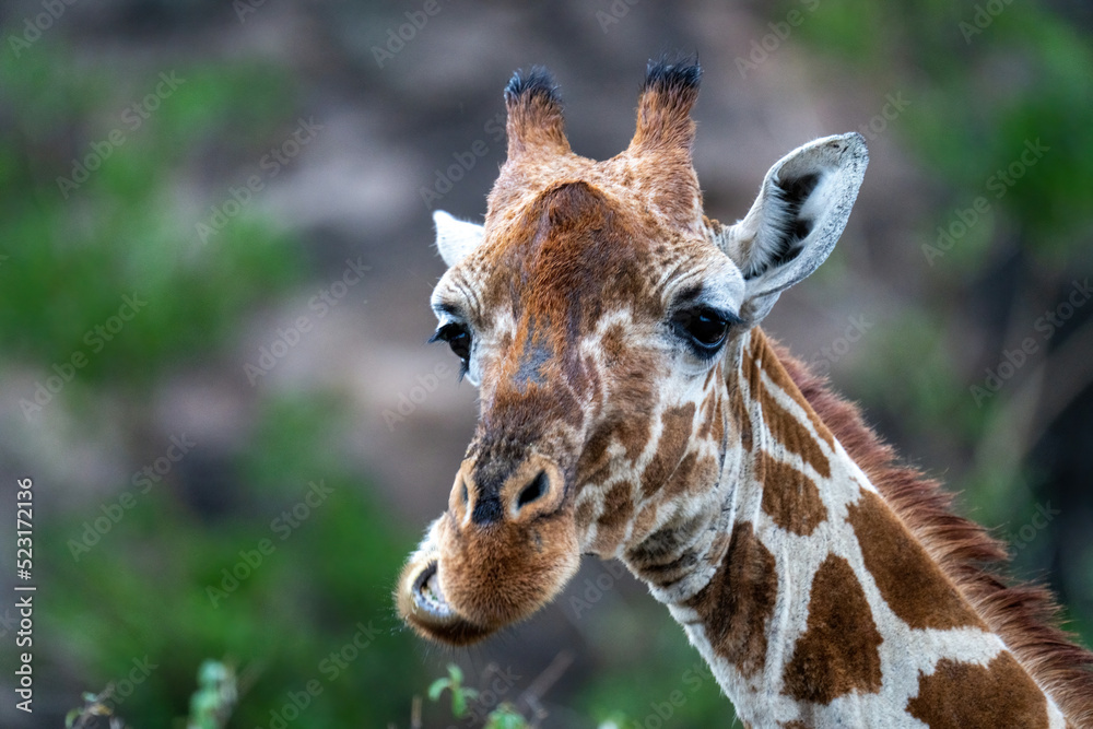 Close-up of reticulated giraffe chewing in bushes Close-up of reticulated giraffe chewing in bushes