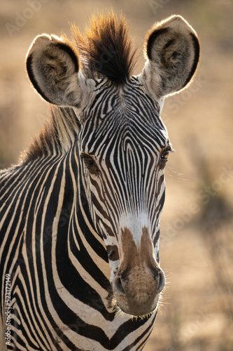 Close-up of Grevy zebra staring towards camera