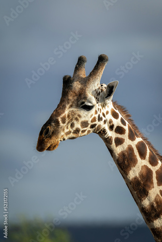 Close-up of reticulated giraffe against cloudy sky
