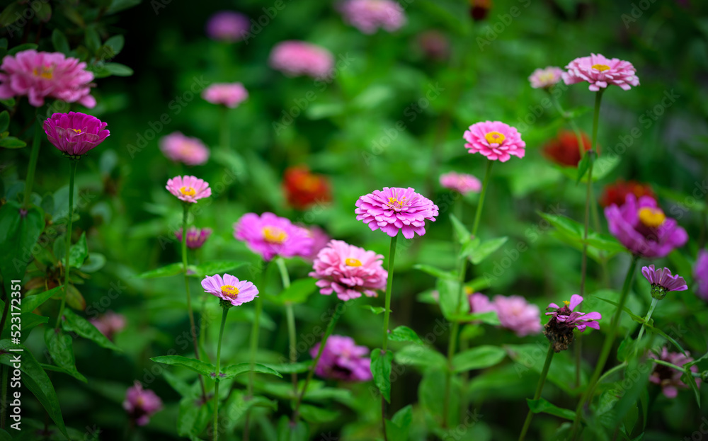 Flowers of Zinnia in the garden. Selective focus with shallow depth of field. Flowers of Zinnia in the garden. Selective focus with shallow depth of field.