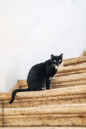 古風な階段に佇むローマの黒猫 © WAWA