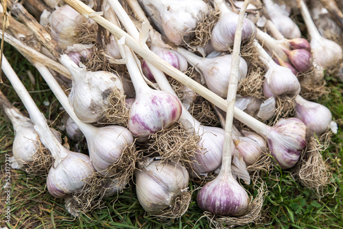 Garlic. Bunch of fresh raw dirty organic garlic harvest with roots on grass in garden close up