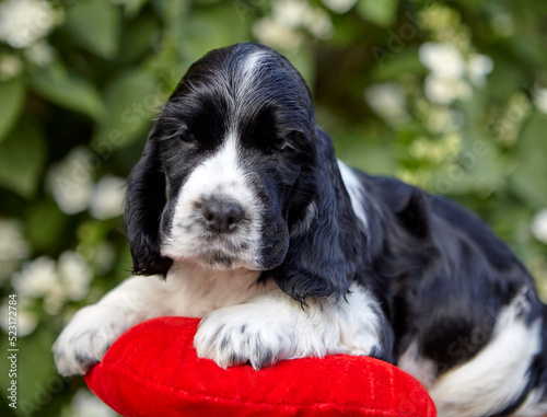 Portrait of an English Cocker spaniel puppy. The color is white and black. The dog is lying down. The front paws are located on a red cushion. The kid looks into the frame. The background is blurred.