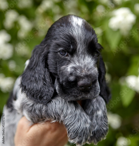 Portrait of an English Cocker spaniel puppy. The dog is sitting on his hands and looking into the frame.