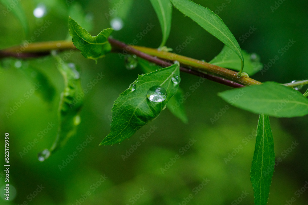 雨の赤坂の街の葉っぱに水玉ができている 雨の赤坂の街の葉っぱに水玉ができている