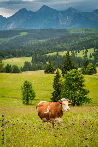 Cow on field in Tatra mount...