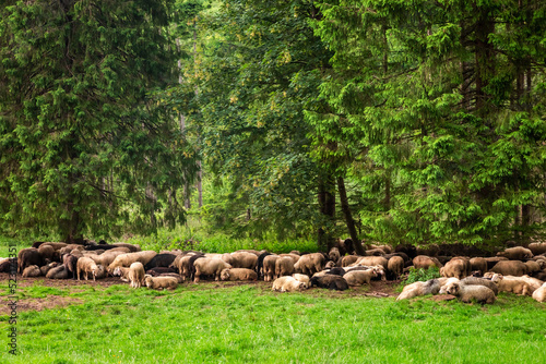 Flock of sheep grazing in f...