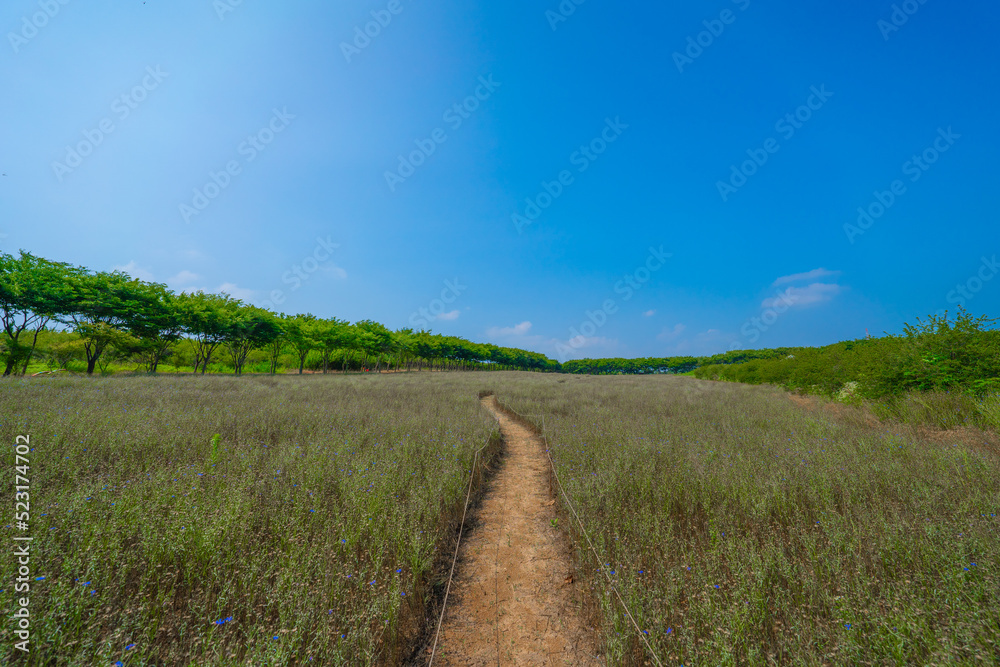 Obraz premium 한국 숲 경관 자연