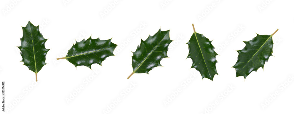 A collection of large sized green spiky holly leaves for Christmas decoration isolated against a transparent background.