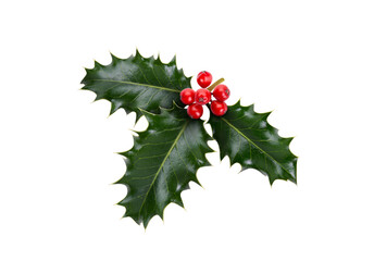 A sprig, three leaves, of green holly and red berries for Christmas decoration isolated against a transparent background.