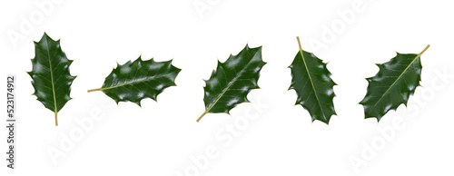 Obraz na płótnie A collection of large sized green spiky holly leaves for Christmas decoration isolated against a transparent background. w salonie
