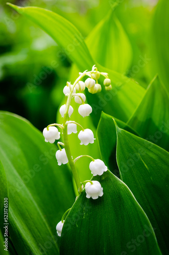 lily of the valley