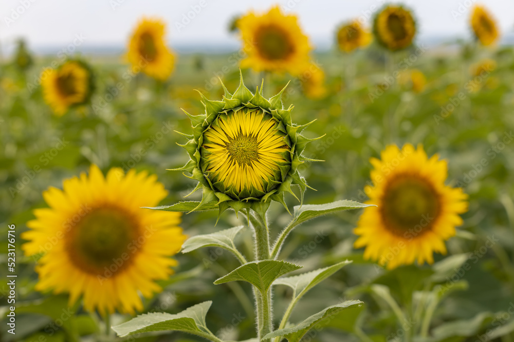 newly blossomed young sunflower is backlit by the sun newly blossomed young sunflower is backlit by the sun