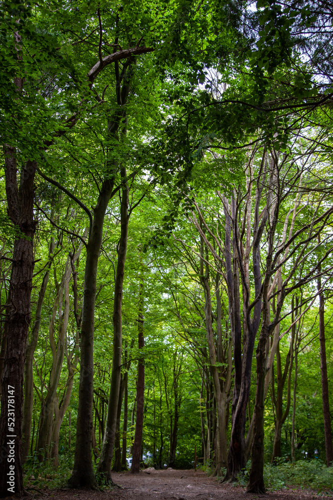 Fototapeta premium Friston Forest