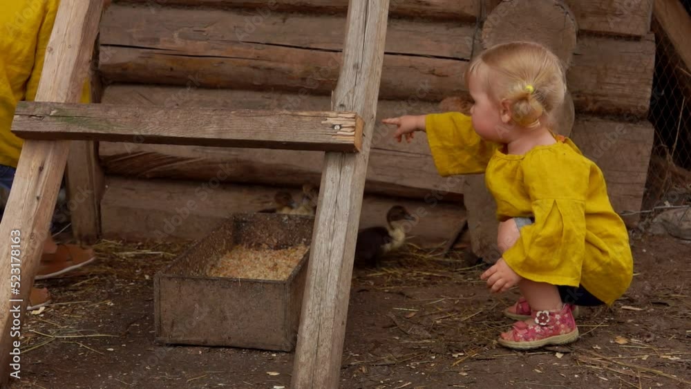 Cute little blond girls are amused by the tiny ducklings walking on bird farm Cute little blond girls are amused by the tiny ducklings walking on bird farm