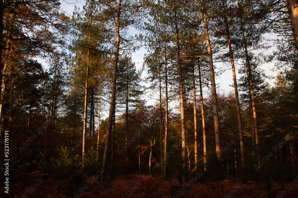 autumn forest in the morning