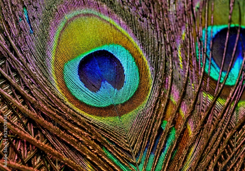 Fototapeta premium Feather. Feather texture. Feather background. Peacock feather. Peafowl feather. Mor pankh. Bird feather. Feathers. Natural background. Colorful background.