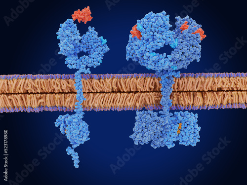 The epidermal growth factor receptor in the inactive (left) and active (right) form. photo