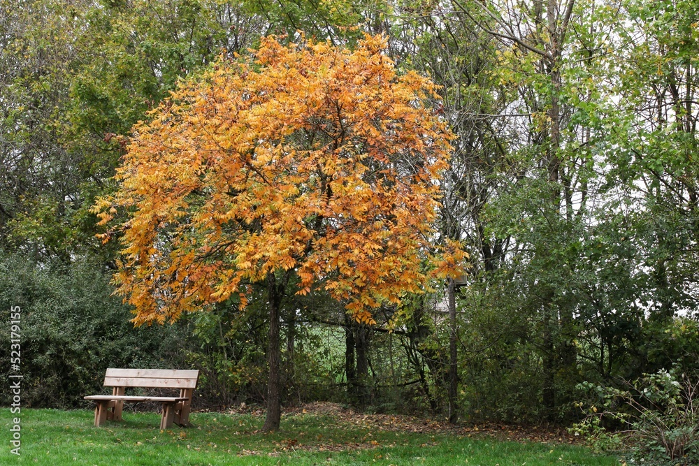 Autumnal landscape at park of birds in Villars les Dombes, France Autumnal landscape at park of birds in Villars les Dombes, France