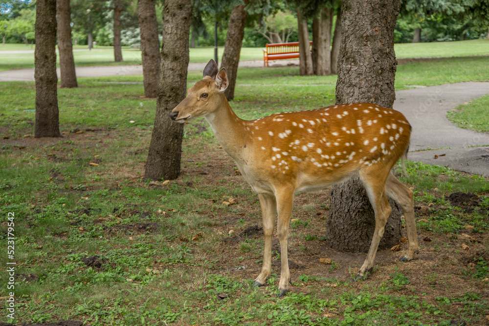 Deer on the lawn in the forest. Deer on the lawn in the forest.