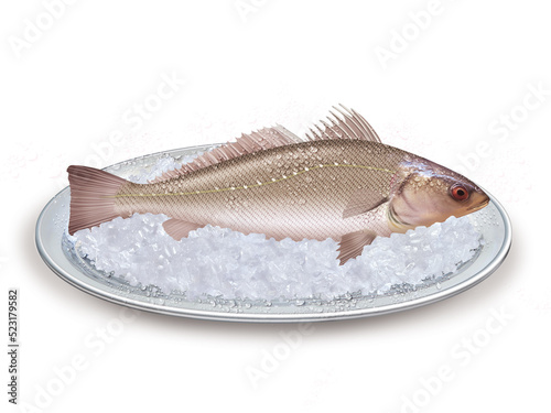 maigre  ,  poisson, plateau, glace pilé, fraîcheur, frais, pêche, aliment, mer, animal, ailette, sain, queue, fond blanc, attraper, repas, cuisiner, plat, viande photo