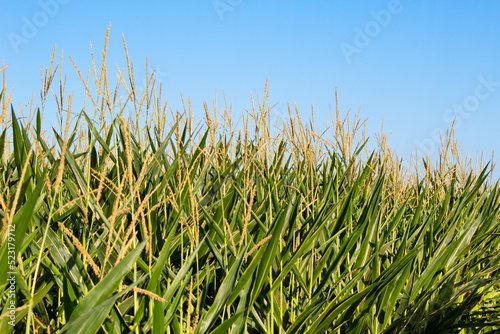 Extensive fields of corn to be harvested and fed to the population 
