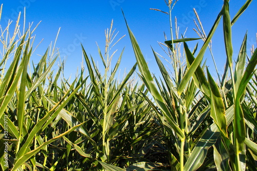 Extensive fields of corn to be harvested and fed to the population  