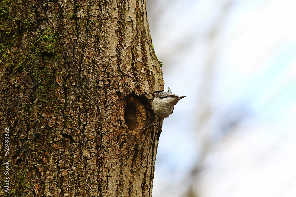 nuthatch at the hollow, little forest bird nest, spring in the wild nature nuthatch at the hollow, little forest bird nest, spring in the wild nature