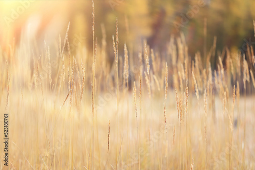 dry grass sun rays background wind nature landscape freedom