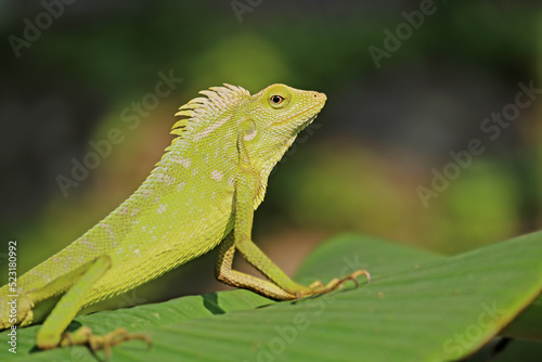 a chameleon is perched on a banana leaf photographed in the morning
