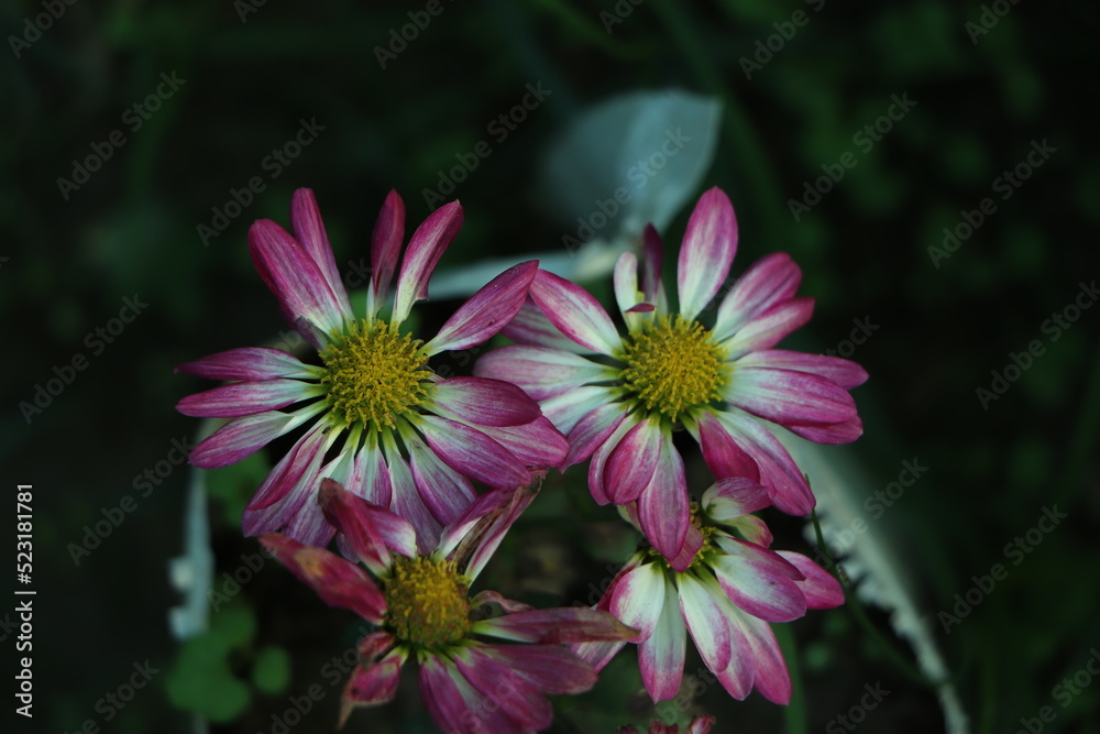 A close up photo of a bunch of dark pink chrysanthemum flowers with yellow centers and white tips on their petals. Chrysanthemum pattern in flowers park. Cluster of pink purple chrysanthemum flowers. A close up photo of a bunch of dark pink chrysanthemum flowers with yellow centers and white tips on their petals. Chrysanthemum pattern in flowers park. Cluster of pink purple chrysanthemum flowers.