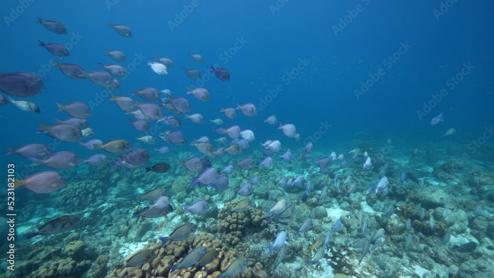 FPV 4K 120 fps Super Slow Motion: Seascape with School of Fish, Surgeonfish in the coral reef of the Caribbean Sea, Curacao FPV 4K 120 fps Super Slow Motion: Seascape with School of Fish, Surgeonfish in the coral reef of the Caribbean Sea, Curacao