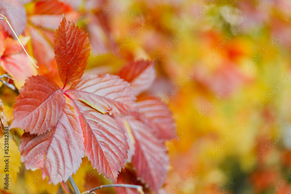 Red and green leaves of Parthenoc ssus quinquefolia Virginia creeper . Multicolored leaves of wild grapes in autumn. Copy space Red and green leaves of Parthenoc ssus quinquefolia Virginia creeper . Multicolored leaves of wild grapes in autumn. Copy space