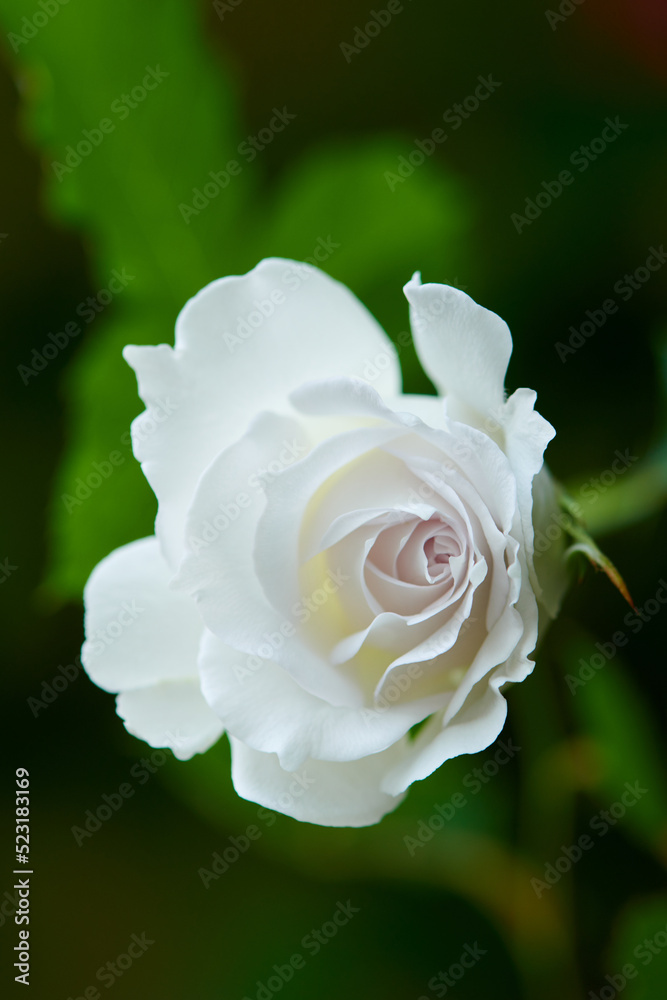 薔薇 ガブリエル 薔薇 ガブリエル