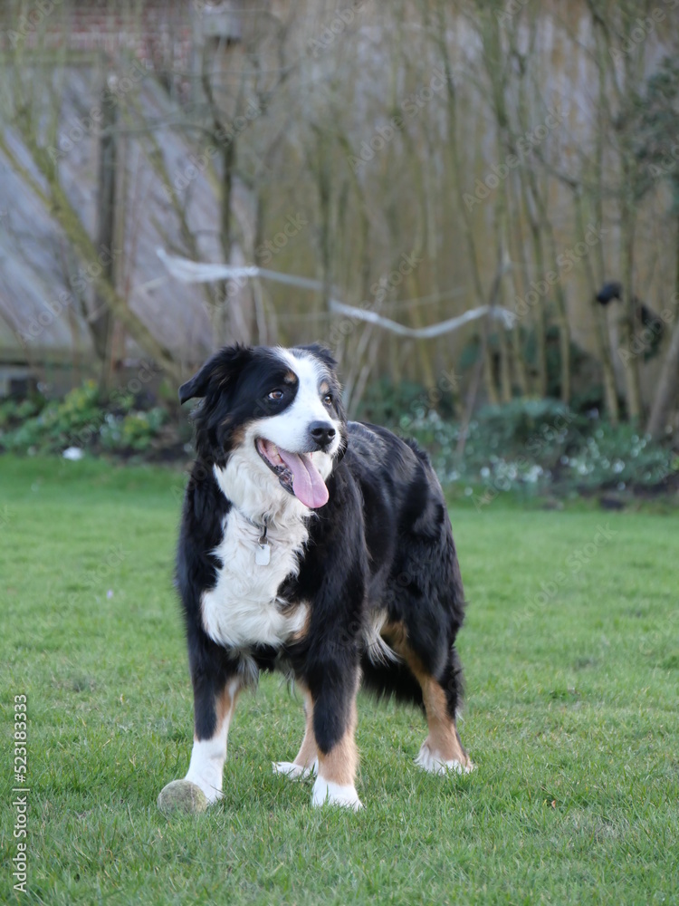 playful dog playful dog