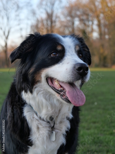 cute dog