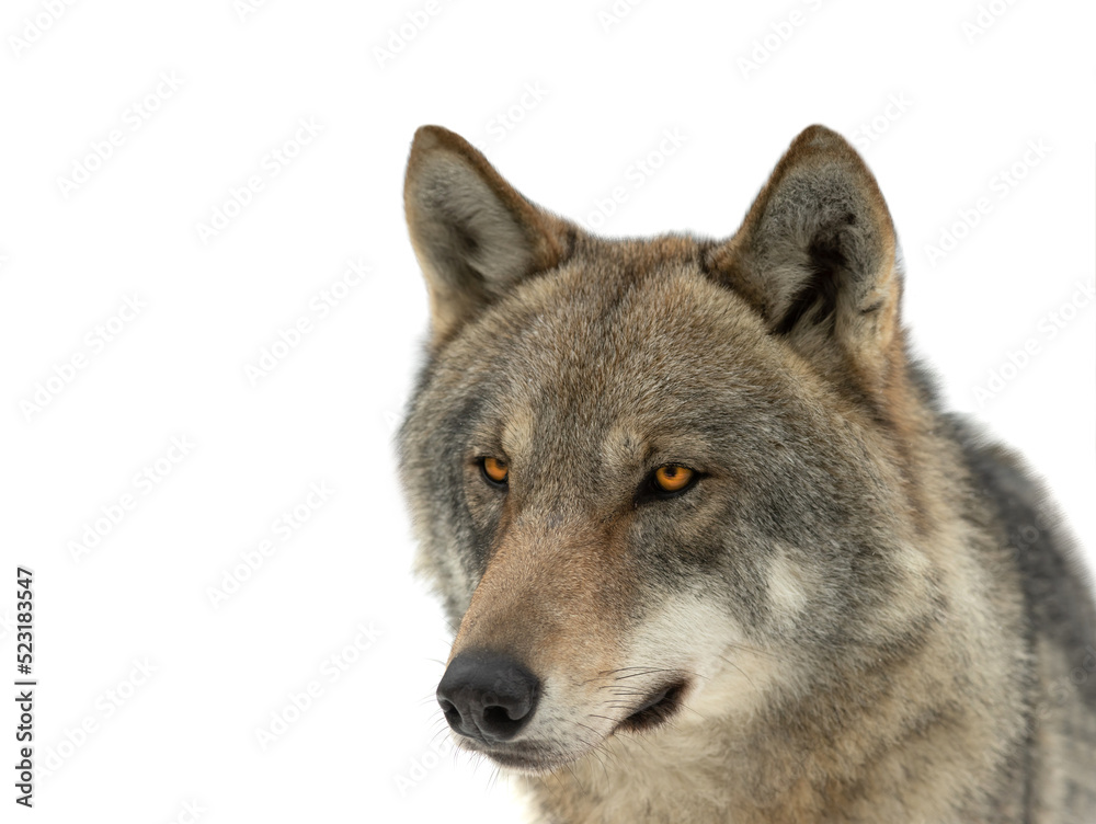 gray wolf portrait isolated on white background