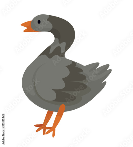 goose domestic farm animal