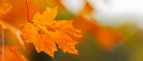 Autumn leaves. Colorful autumn maple leaves on a tree branch. Selective focus. Copy space