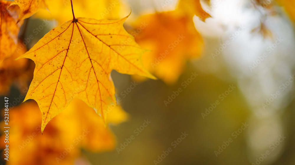 Yellow maple leaves on a blurred background. Autumn season. Copy space