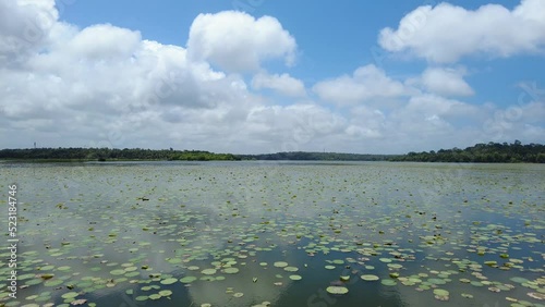 Vellayani freshwater Lake Lotus Bloom watchpoint, Thiruvananthapuram, Kerala photo