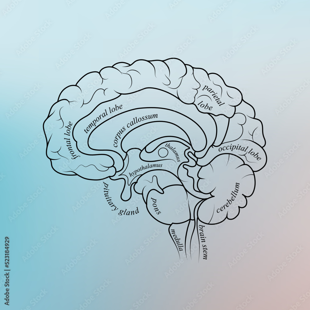 Minimal neuroscience infographic on gradient. Human brain lobes and functions illustration. Brain anatomy structure sections. Futuristic neurobiology scientific medical vector. Minimal neuroscience infographic on gradient. Human brain lobes and functions illustration. Brain anatomy structure sections. Futuristic neurobiology scientific medical vector.