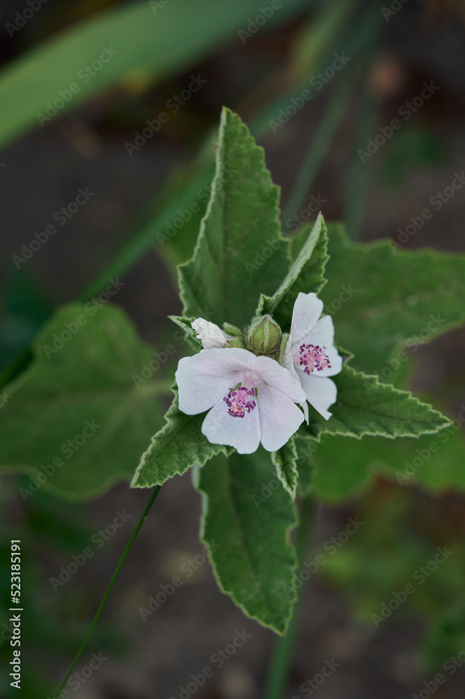Wild flower Althaea officinalis in the garden. Wild flower Althaea officinalis in the garden.